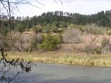 A river below a grassy terrace with bare hardwoods and a dark evergreen, and a ridge of ponderosa pine above