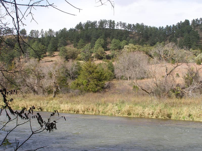 A river below a grassy terrace with bare hardwoods and a dark evergreen, and a ridge of ponderosa pine above