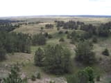 Planted pines scattered over rolling, grassy sand hills that stretch to a flat horizon under a pale sky