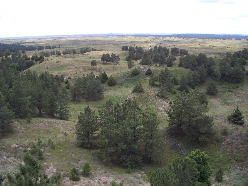 Planted pines scattered over rolling, grassy sand hills that stretch to a flat horizon under a pale sky