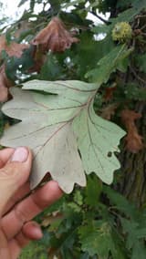 A bur oak leaf held in a hand, its veins dark and dead, with a fringed acorn cup and brown leaves behind