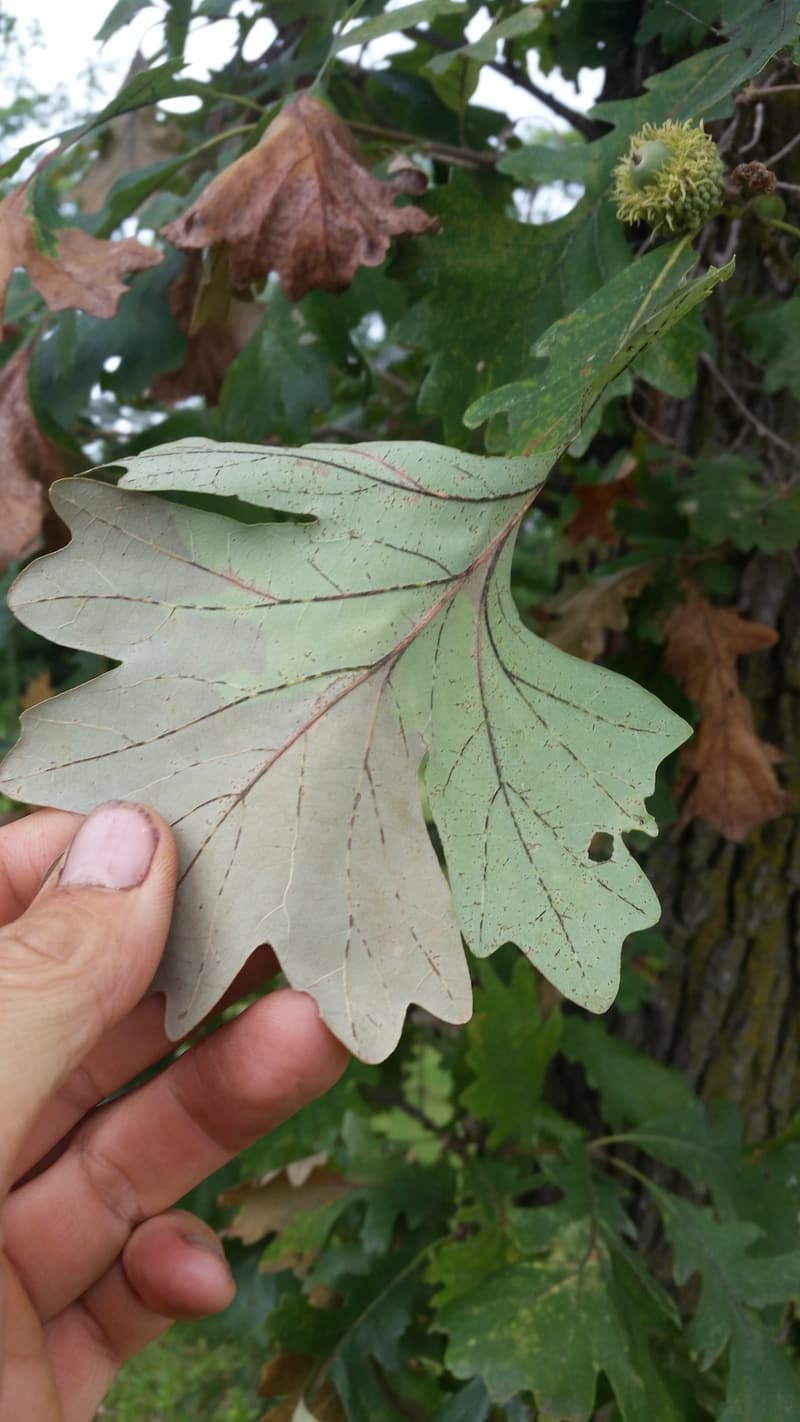 A bur oak leaf held in a hand, its veins dark and dead, with a fringed acorn cup and brown leaves behind