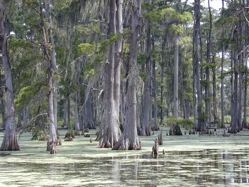Gray bald cypress trunks with swollen bases rising from swamp water carpeted with tiny floating plants