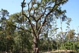 An old live oak with thick, sweeping limbs and a sparse crown among tall pines, behind a low rail fence