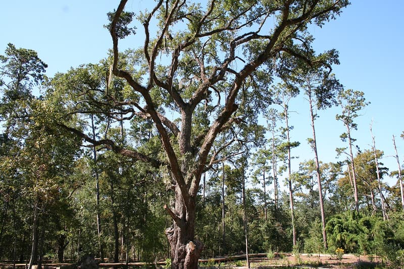 An old live oak with thick, sweeping limbs and a sparse crown among tall pines, behind a low rail fence