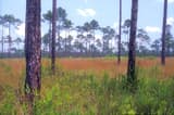 Tall, widely spaced longleaf pines over an open savanna of rust-red and green grasses