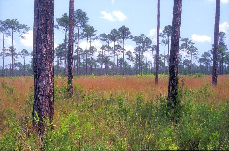 Tall, widely spaced longleaf pines over an open savanna of rust-red and green grasses