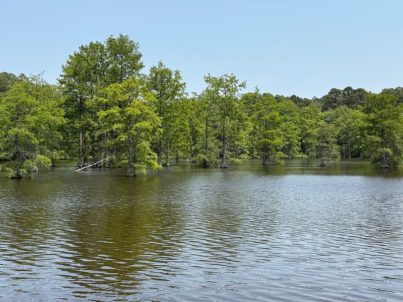 A stand of bald cypress in full summer leaf growing out of the open water of a pond