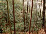 Rosebay rhododendron thickets under bare hardwood trunks on a steep wooded slope in November
