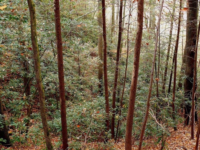 Rosebay rhododendron thickets under bare hardwood trunks on a steep wooded slope in November