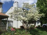 Flowering dogwood in full white bloom in a front yard beside a two-story house