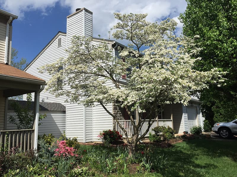 Flowering dogwood in full white bloom in a front yard beside a two-story house