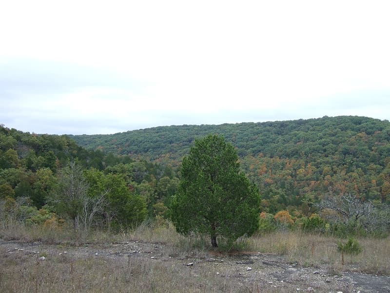 Open rocky glade of dry grass with one young red cedar, wooded Ozark hills in early fall color behind