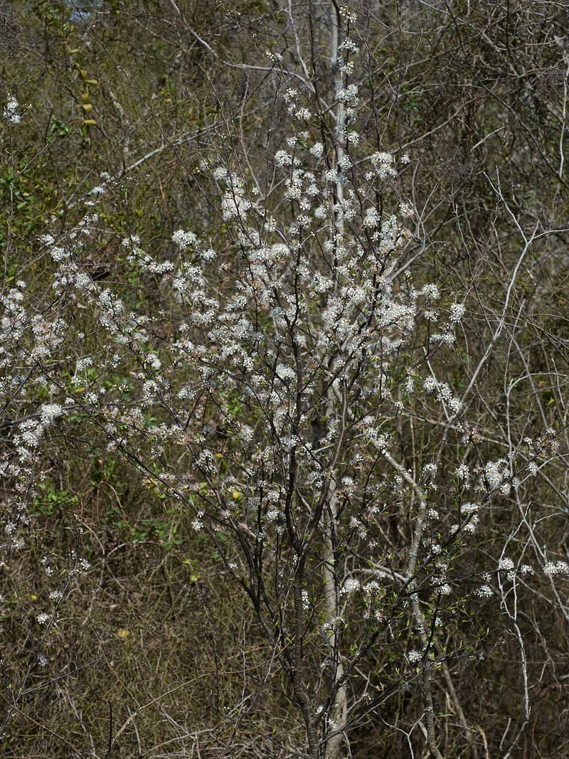 Small wild plum tree in full white bloom on bare branches against a background of brown, leafless brush