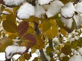Rounded American smoketree leaves in yellow, gold and dark red fall color, their tops dusted with fresh snow