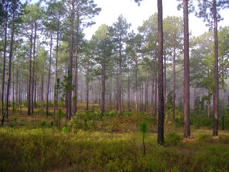 Tall longleaf pines spaced widely over grass and low shrubs, with a young pine in front, in morning mist