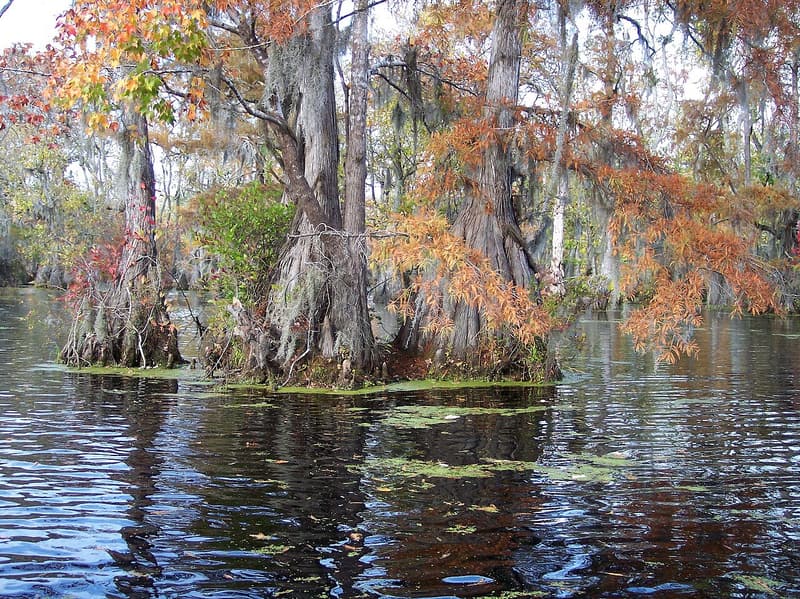 Bald cypress trees with rust-orange needles and hanging moss standing in dark, still water