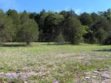 An open glade of flat limestone and short grass with purple wildflowers, backed by dark eastern red cedars