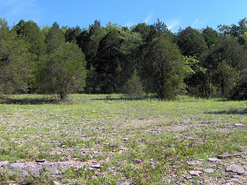 An open glade of flat limestone and short grass with purple wildflowers, backed by dark eastern red cedars