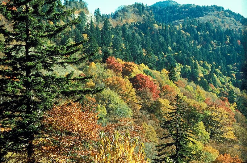 Red, orange and yellow hardwoods on a mountain slope below dark green spruce and fir on the ridge above