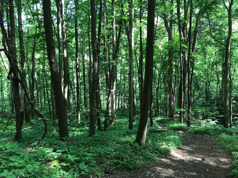 Tall straight hardwood trunks rising from a green forest floor beside a narrow dirt path in spring