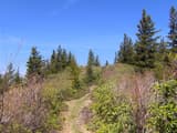 Young red spruce trees standing over low shrubs on a sunny mountaintop bald, with a narrow trail between