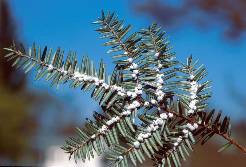 White woolly tufts in rows along green hemlock twigs against a blue sky
