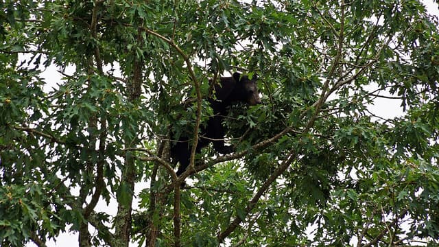 Black bear high in the crown of an oak among green bristle-tipped leaves