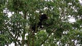 Black bear high in the crown of an oak among green bristle-tipped leaves