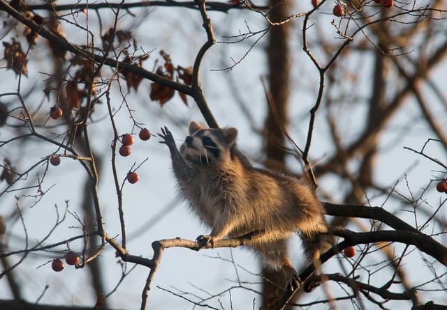 Raccoon on a bare branch reaching up for ripe orange persimmons