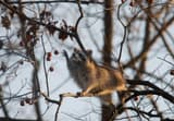Raccoon on a bare branch reaching up for ripe orange persimmons