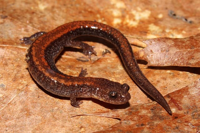 Eastern red-backed salamander with a rust stripe curled on brown oak leaves
