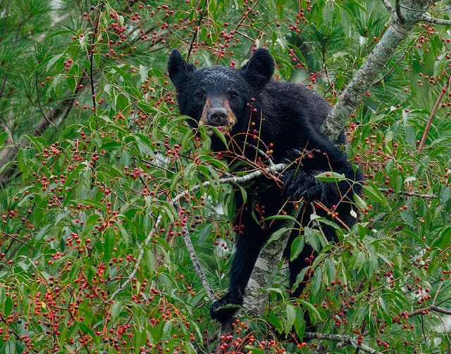 Young black bear perched in a black cherry tree loaded with red and black fruit