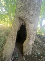 Hollow American sycamore trunk with a tall opening at its base into a dark cavity, rotted wood above, mottled bark around it