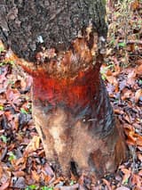 Trunk base gnawed by a beaver into an hourglass, the fresh wood bright orange-red against dark bark and fallen leaves