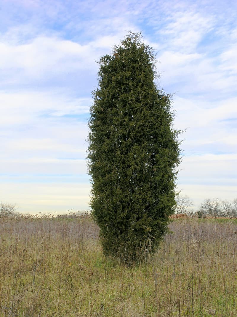 Young eastern red cedar standing alone in an abandoned field of dry grass