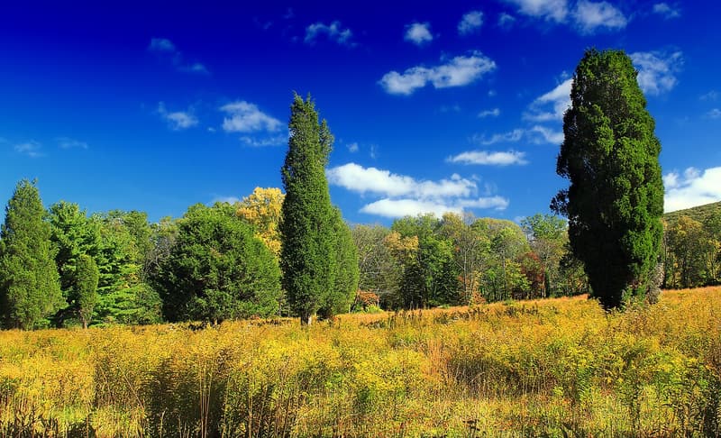 Eastern red cedars standing in a goldenrod meadow with young hardwoods and pines behind them