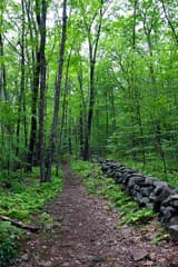 Low wall of stacked fieldstones running beside a dirt trail through a forest of tall, slender trees and ferns