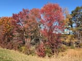 Field edge of scarlet, orange and yellow trees and a few dead snags above a mown strip and tall tan grass, blue sky