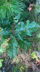 Young black oak with broad, glossy, bristle-tipped leaves growing up through grass under the needles of a white pine