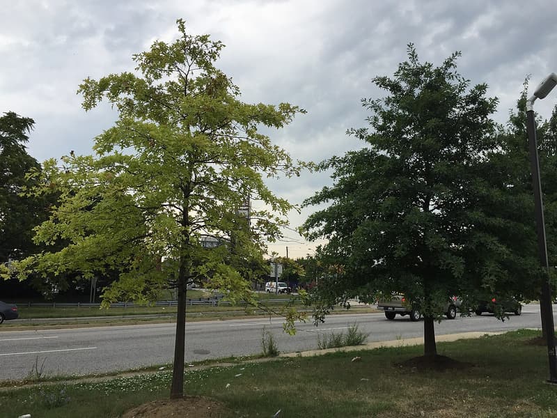 Two young pin oaks on a grassy roadside strip, the left one pale yellow-green and the right one dark green