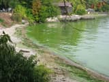 Bright green algae coating the water along a pebble shore, with a boathouse, a dock and trees behind