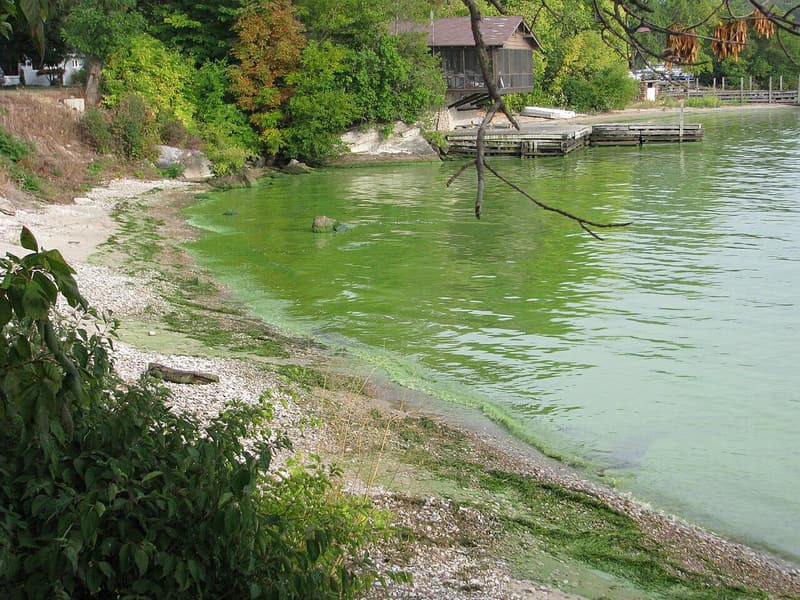 Bright green algae coating the water along a pebble shore, with a boathouse, a dock and trees behind