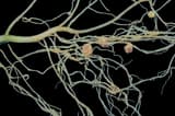 Pale roots spread on a black background, with several round pinkish nodules clustered along them