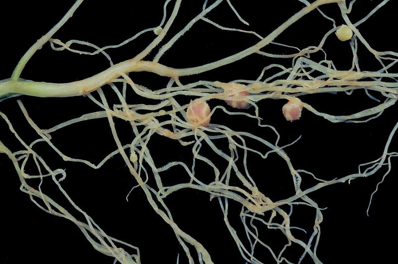 Pale roots spread on a black background, with several round pinkish nodules clustered along them