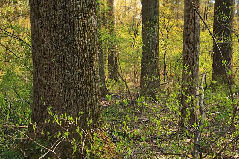 Sunlit spring woods with fresh green leaves of spicebush and other shrubs among tall, dark tree trunks
