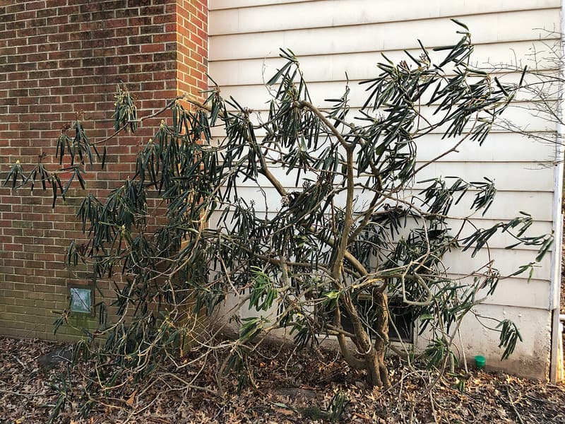 Rosebay rhododendron beside a house wall, its long evergreen leaves rolled tight and hanging down in the cold