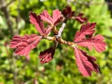 Small red, downy new white oak leaves with rounded lobes just opened at the tip of a twig, green foliage blurred behind