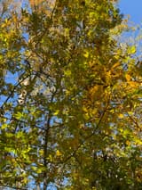Looking up into a hickory canopy turning yellow against a blue sky, its compound leaves spotted brown and some twigs bare