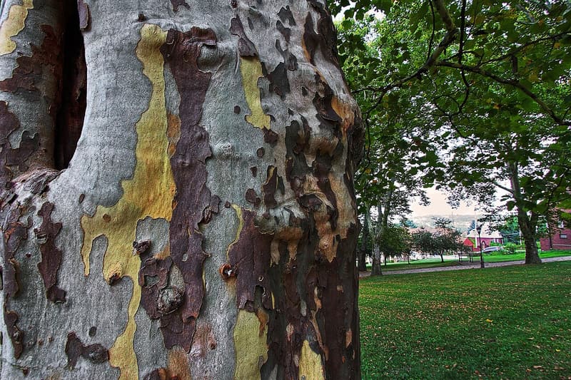 Mottled sycamore trunk with gray, olive and tan plates of bark flaking off the smooth surface beneath